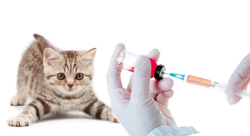 vaccinarea animalelor și a oamenilor împotriva viermilor