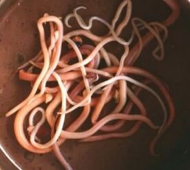 Paraziți intestinali