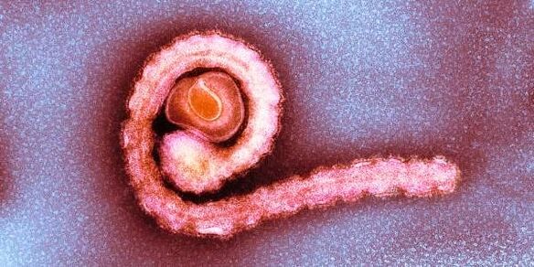 tenia pitică în corpul uman