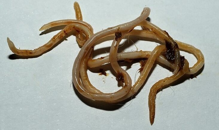 toxocara din corpul uman